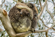 Monatsthema Tierisches - Fotografin Jutta R. Buchwald