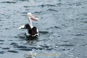 Monatsthema Tierisches - Fotografin Jutta R. Buchwald