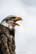 Monatsthema Tierisches - Fotografin Jutta R. Buchwald