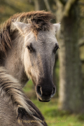 Monatsthema Tierisches - Fotografin Jutta R. Buchwald