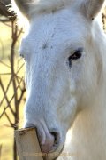 Monatsthema Tierisches - Fotografin Jutta R. Buchwald