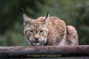 Monatsthema Tierisches - Fotografin Jutta R. Buchwald