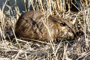 Monatsthema Tierisches - Fotografin Jutta R. Buchwald