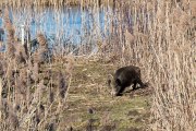 Monatsthema Tierisches - Fotografin Jutta R. Buchwald