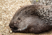 Monatsthema Tierisches - Fotografin Jutta R. Buchwald