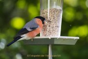 Monatsthema Tierisches - Fotografin Jutta R. Buchwald