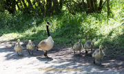 Monatsthema Tierisches - Fotograf Werner Ch. Buchwald