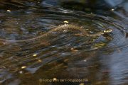 Monatsthema Tierisches - Fotograf Werner Ch. Buchwald