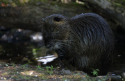 Monatsthema Tierisches - Fotograf Werner Ch. Buchwald