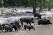 Monatsthema Tierisches - Fotograf Werner Ch. Buchwald