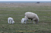 Monatsthema Tierisches - Fotograf Werner Ch. Buchwald