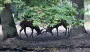 Monatsthema Tierisches - Fotograf Werner Ch. Buchwald