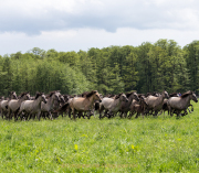 Monatsthema Tierisches - Fotograf Werner Ch. Buchwald