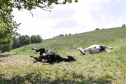 Monatsthema Tierisches - Fotograf Werner Ch. Buchwald