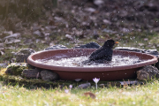 Monatsthema Tierisches - Fotograf Werner Ch. Buchwald