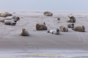 Monatsthema Tierisches - Fotograf Werner Ch. Buchwald