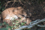 Monatsthema Tierisches - Fotograf Werner Ch. Buchwald