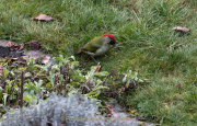 Monatsthema Tierisches - Fotograf Werner Ch. Buchwald