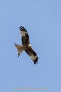 Monatsthema Tierisches - Fotograf Werner Ch. Buchwald