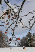 Monatsthema Vergängliches - Fotograf Werner Ch., Buchwald