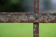 Monatsthema Vergänglich - Fotografin Nicole Gieseler