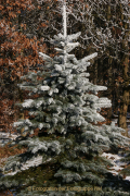 Monatsthema Vorweihnachtliches - Fotograf Werner Ch. Buchwald