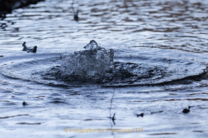 Monatsthema Wasser - Fotograf  Werner Ch. Buchwald
