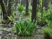 Monatsthema Wald - Fotograf Albert Wenz