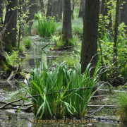 Monatsthema Wald - Fotograf Albert Wenz