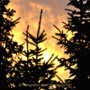 Monatsthema Wald - Fotograf Albert Wenz