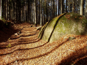 Monatsthema Wald - Fotografin Anne Jeuk