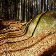 Monatsthema Wald - Fotografin Anne Jeuk