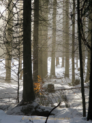 Monatsthema Wald - Fotografin Anne Jeuk