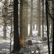 Monatsthema Wald - Fotografin Anne Jeuk