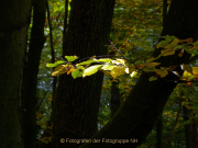 Monatsthema Wald - Fotografin Anne Jeuk