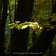 Monatsthema Wald - Fotografin Anne Jeuk