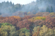 Monatsthema Wald - Fotograf Christoph Fuhrmann