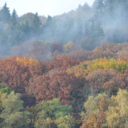Monatsthema Wald - Fotograf Christoph Fuhrmann