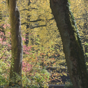 Monatsthema Wald - Fotograf Christoph Fuhrmann