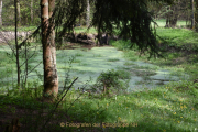 Monatsthema Wald - Fotograf Christoph Fuhrmann