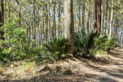 Monatsthema Wald - Fotografin Jutta R. Buchwald