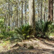 Monatsthema Wald - Fotografin Jutta R. Buchwald