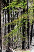Monatsthema Wald - Fotografin Jutta R. Buchwald