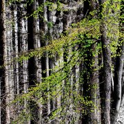 Monatsthema Wald - Fotografin Jutta R. Buchwald