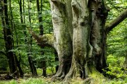 Monatsthema Wald - Fotografin Jutta R. Buchwald