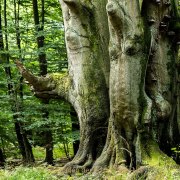 Monatsthema Wald - Fotografin Jutta R. Buchwald