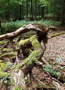 Monatsthema Wald - Fotograf Helmut Joa