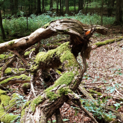 Monatsthema Wald - Fotograf Helmut Joa