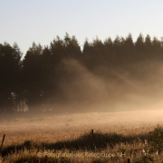 Monatsthema Wald - Fotograf Helmut Joa