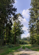 Monatsthema Wald - Fotograf Helmut Joa